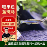 云峰海瑞热带鱼 观赏鱼 观赏鱼小型 斑马鱼 活体 热带鱼活体 小型鱼 活鱼 蓝斑马鱼10条