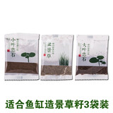 石光小站假山草种子上水石吸水石草籽盆景微景观盆栽植物易活专用草籽 适合鱼缸造景草3袋装