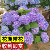 爱优尚蓝绣球粉绣球盆栽带花苞树阳台室内植物阳台庭院多季开花源头直发