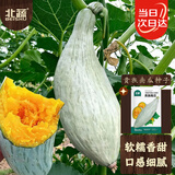 北蔬 南瓜种子苗新疆金丝栗丑瓜甜糯板栗味蔬菜种籽 贵族南瓜种子20粒
