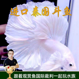 云峰海瑞泰国斗鱼 观赏鱼热带鱼活体小型鱼活体公母斗鱼宠物 白色婚纱仙女款1条随机