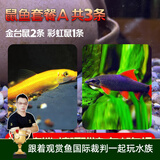 云峰海瑞清洁鱼活体热带鱼观赏鱼水族宠物工具鱼垃圾鱼老鼠鱼鱼缸除藻 鼠鱼套餐A 共3条