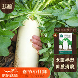 北蔬 九斤王白萝卜种子苗白玉大萝卜冬季蔬菜种籽 九斤王萝卜种子20g