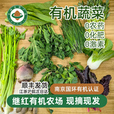 继红有机农场新鲜有机蔬菜套餐配送沙拉樱桃萝卜羽衣甘蓝宝宝辅食生吃 有机青菜250g