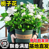 开时果 栀子花盆栽大苗带花苞 四季懒人好养植物室内阳台庭院耐热花卉 加仑盆【90#带花苞】