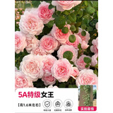 欧芽蔷薇花苗藤本月季花树特大庭院爬藤植物阳台花卉爬墙玫瑰耐寒盆栽 瑞典女王(大花) 1.3-1.5米高度