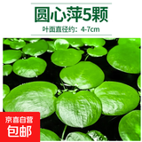 疯狂水草浮萍水草水上和鱼共养金鱼缸造景古法养鱼净化水质水芙蓉 圆心萍5颗