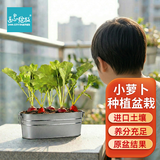 IAM City Farmer盆栽小萝卜DIY种植趣味萝卜种子家庭种菜幼儿园儿童好种易活10100