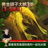 云峰海瑞清洁鱼活体热带鱼观赏鱼水族宠物工具鱼垃圾鱼老鼠鱼鱼缸除藻 黄金胡子大帆3条（3-5厘米）