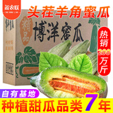 蔬农联山东博洋羊角蜜瓜香瓜甜瓜当季新鲜水果现货速发端午节日送礼 4.5-5斤精选装单果120g