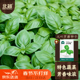 北蔬 绿罗勒种子阳台盆栽可食用大叶九层塔驱蚊香草籽 大叶罗勒种子6g