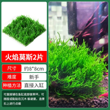 疯狂水草莫斯水草慕斯鱼缸水草真水草净化鱼缸造景水生植物 源头直发包邮