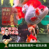 云峰海瑞观赏金鱼 冷水鱼 观赏鱼耐活鱼 活体鱼 淡水鱼小金鱼活鱼锦鲤活鱼 【精品】鎏金7-9cm4条（随机）