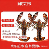 鲜京采【保活】鲜活波士顿龙虾800-1000g/2只 保活到家 源头直发年货