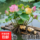 荷花盆栽莲花藕苗四季观赏荷花藕种水培植物池塘花卉睡莲莲藕苗种 混色5棵(带芽发货) 送肥料