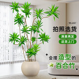 叹为观止 大型盆栽 单杆辫子发财树天堂鸟绿萝散尾葵办公室内开业乔迁礼品 造型百合竹1.5-1.7米【圆柱盆】 含盆