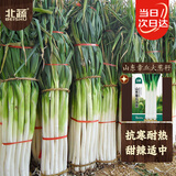 北蔬 大葱种子种苗正宗山东铁杆葱蔬菜种籽 山东章丘大葱种子1200粒