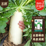 北蔬九斤王白萝卜种子苗白玉大萝卜夏秋蔬菜种籽 九斤王萝卜种子20g
