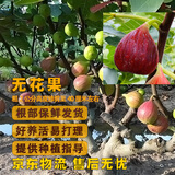 滨淇果树苗无花果苗当年结果波姬红南方北方种植苗4厘米粗1棵源头直发