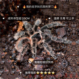 网红宠物蜘蛛爬虫巴西所罗门金直间智利火橙巴布温顺好养 巴西所罗门2-3cm(含套装)
