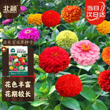 北蔬 百日草花种子苗百日菊混色重瓣四季花籽 混色百日草种子约1000粒
