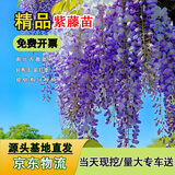 滨淇多花紫藤树苗庭院围墙盆地栽爬藤攀援植物花卉 2.5厘米源头直发