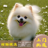 梦茜儿纯种博美犬球形博美幼犬活体宠物狗狗茶杯犬博美狗小白狗小体博美 白色 豆豆 宠物级 家庭款 公