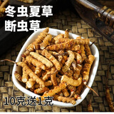 鹿章堂冬虫夏草断草高海拔精品断虫草断草虫草冬虫夏草滋补养生多买多惠 精品断虫草10克装（送1克）