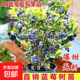 蓝莓树苗南方北方庭院阳台地栽盆栽种植大果苗耐寒耐热果树苗大全 蓝莓苗：7年苗50-60CM【春季带花或带果】无盆