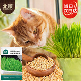 北蔬 小麦草种子种苗水培小麦苗猫草蔬菜种籽 小麦草芽苗菜种子500g