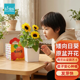 IAM City Farmer矮向日葵DIY儿童种植小盆栽种子植物盆栽幼儿园绿植趣味观察10095