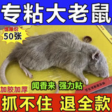 老鼠贴超强力粘鼠板大号粘大老鼠驱鼠神器家用商用加大加厚一锅端 2张装 【贵在运费 多张购买更划算】