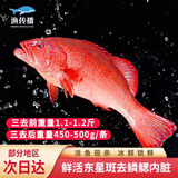 渔传播海南冰鲜三去东星斑净含量450-500g/条 海鲜石斑鱼 源头直发