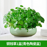 京云梦铜钱草水培盆栽金钱草室内外绿植花草青色陶瓷源头直发