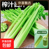 山东新鲜大西芹现割现发榨汁西芹首选水果西芹蔬菜生鲜减肥减脂 新鲜西芹带箱2斤 净重1.7斤