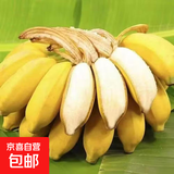 正宗广西西贡蕉粉蕉米蕉自然熟酸甜营养糯米丑青香蕉财敏生鲜2 带箱5斤 软糯香甜自然熟