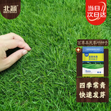 北蔬 高档草坪种子护坡草籽矮生四季青庭院绿化 百草丰茂草坪种子1斤