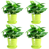 若绿大绿萝盆栽绿植花卉水培观叶长藤室内清新空气植物源头直发包邮 4盆绿萝(螺纹盆混搭)
