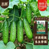 北蔬爬满地黄瓜种子苗爬地不搭架秋季青瓜菜种籽 爬满地黄瓜种子50粒