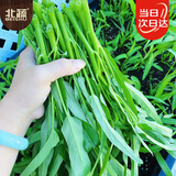 北蔬空心菜种子苗柳叶小叶青梗盆栽蔬菜籽 柳叶空心菜种子25g约500粒