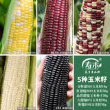 寿禾 超甜水果玉米种子大全紫糯黑甜糯可生食粘甜种孑夏秋季寿光蔬菜 5种玉米种子