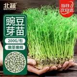 北蔬 豌豆苗种子种苗水培土培龙须菜豆苗四季种 青豌豆芽苗菜种子200g