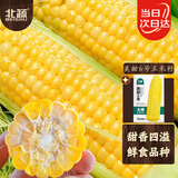 北蔬 水果玉米种子种苗超甜可生食玉米种籽 美甜六号水果玉米种子40g