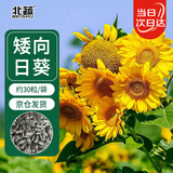 北蔬 向日葵种子苗盆栽矮生观赏葵花室内外花卉籽 观赏向日葵种子30粒