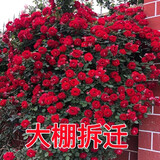 【大棚拆迁】藤本月季花苗大花四季开花蔷薇爬藤庭院爬墙盆栽阳台 小花I小女孩【爬藤】 【开花爆满】8年苗（买一送一）