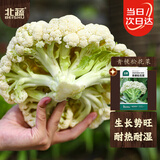 北蔬青梗花菜种子苗散花菜花椰菜庭院大田蔬菜籽 青梗松花菜种子200粒