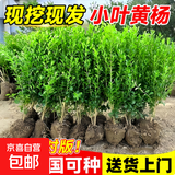 小叶黄杨苗瓜子黄杨苗独杆黄杨树苗冬青苗黄杨球庭院绿篱篱笆树苗 黄杨苗30-40厘米高50棵【全国可种植，耐寒耐旱 50cm(含)-60cm(不含)