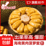 海南三亚黄肉菠萝蜜新鲜水果生鲜波罗蜜手撕整果京东快递 净重26-29斤【精选老树大果】