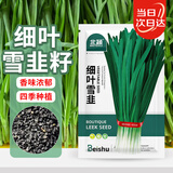 北蔬 细叶韭菜种子苗老品种小叶家庭阳台四季菜种籽 细叶雪韭种子40g