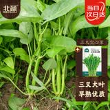 北蔬空心菜种子种苗三叉大叶四季阳台种蔬菜种籽 三叉空心菜种子20g